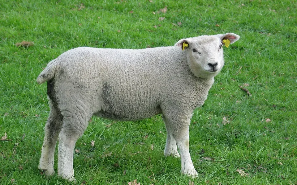 Agneau, ingrédient principal de cette recette