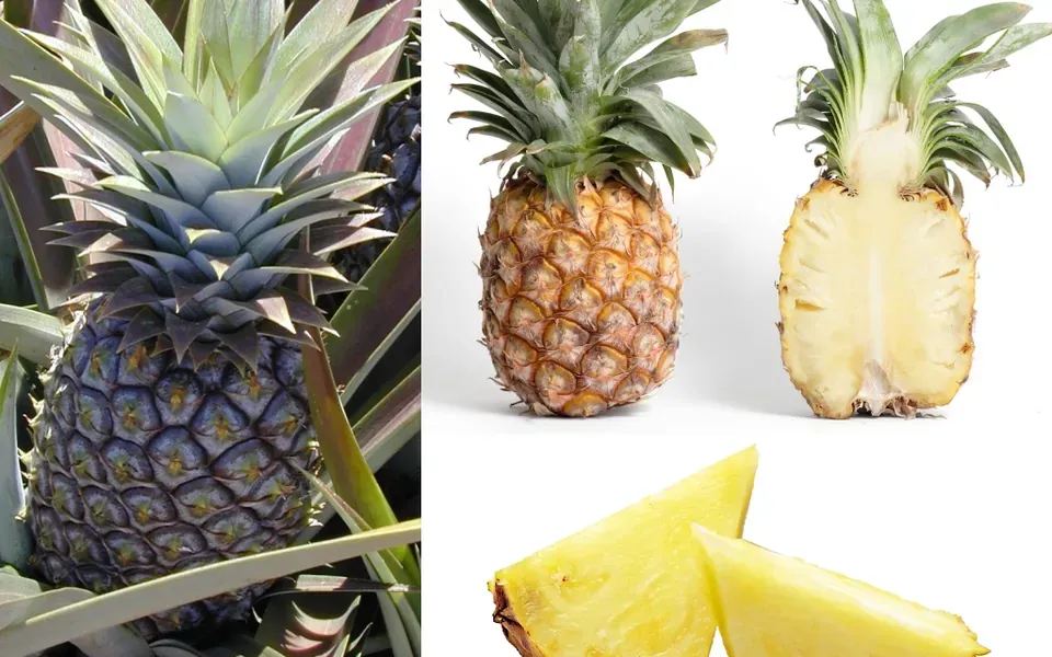Ananas, ingrédient principal de cette recette