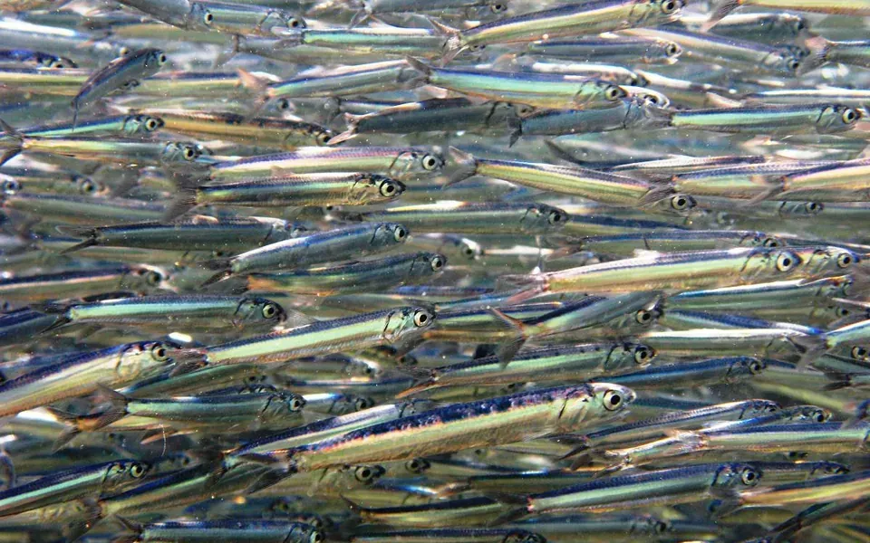 Anchois, ingrédient principal de cette recette