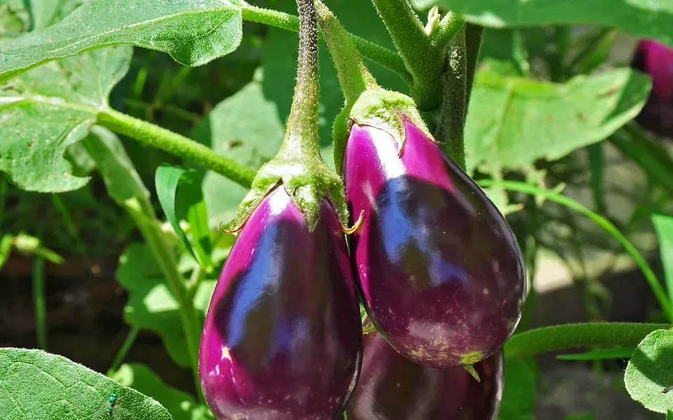 Aubergine, ingrédient principal de cette recette