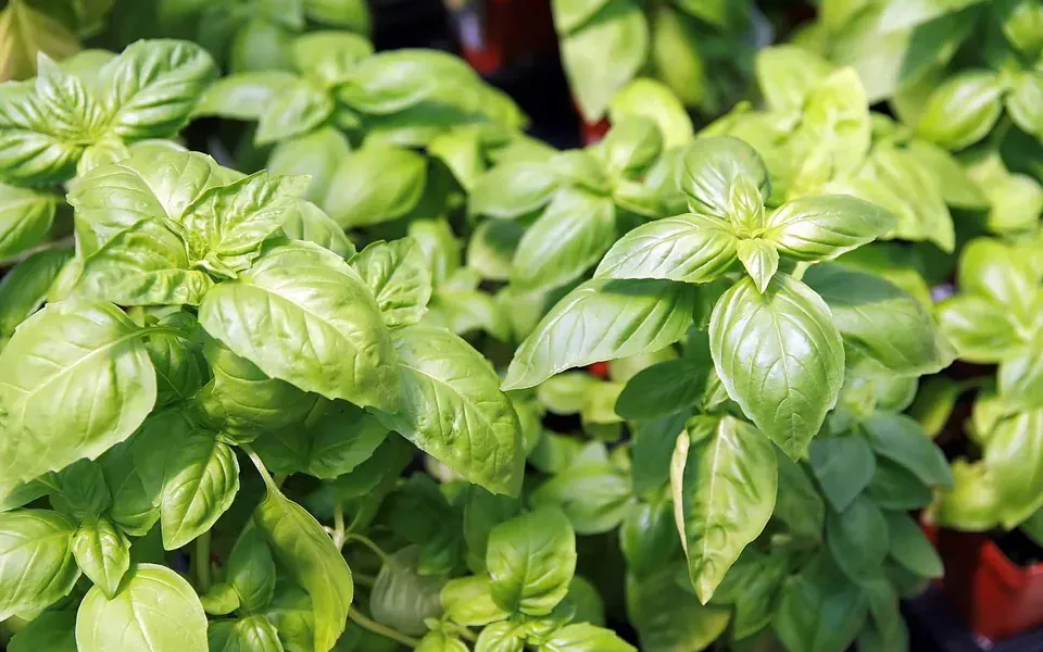 Basilic, ingrédient principal de cette recette