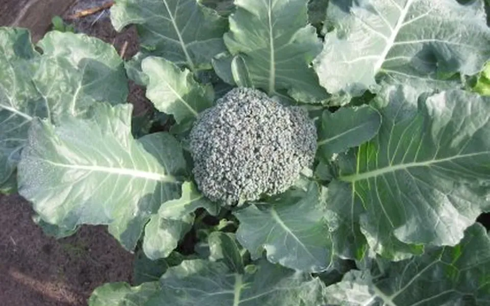 Brocoli, ingrédient principal de cette recette
