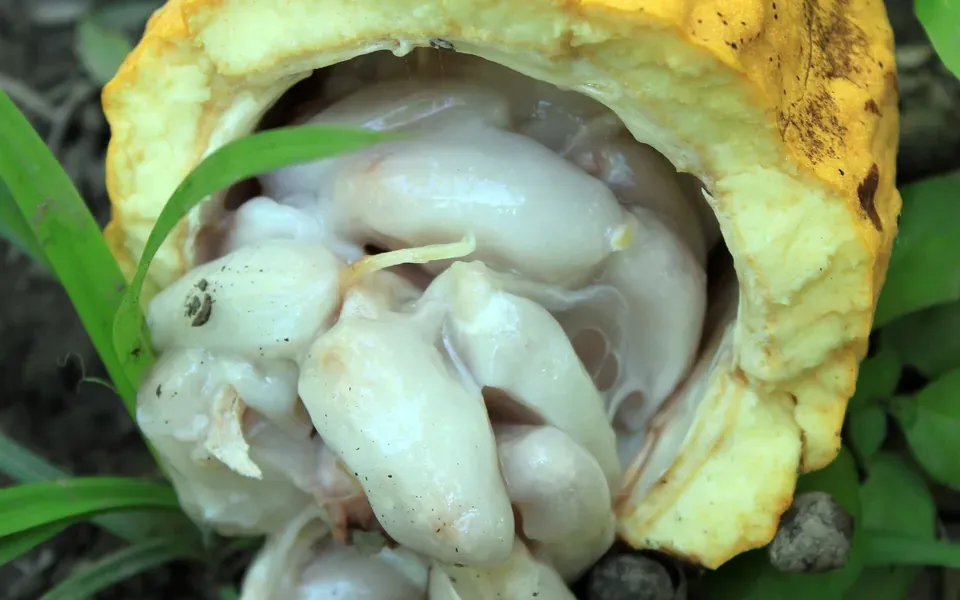 Cacao, ingrédient principal de cette recette
