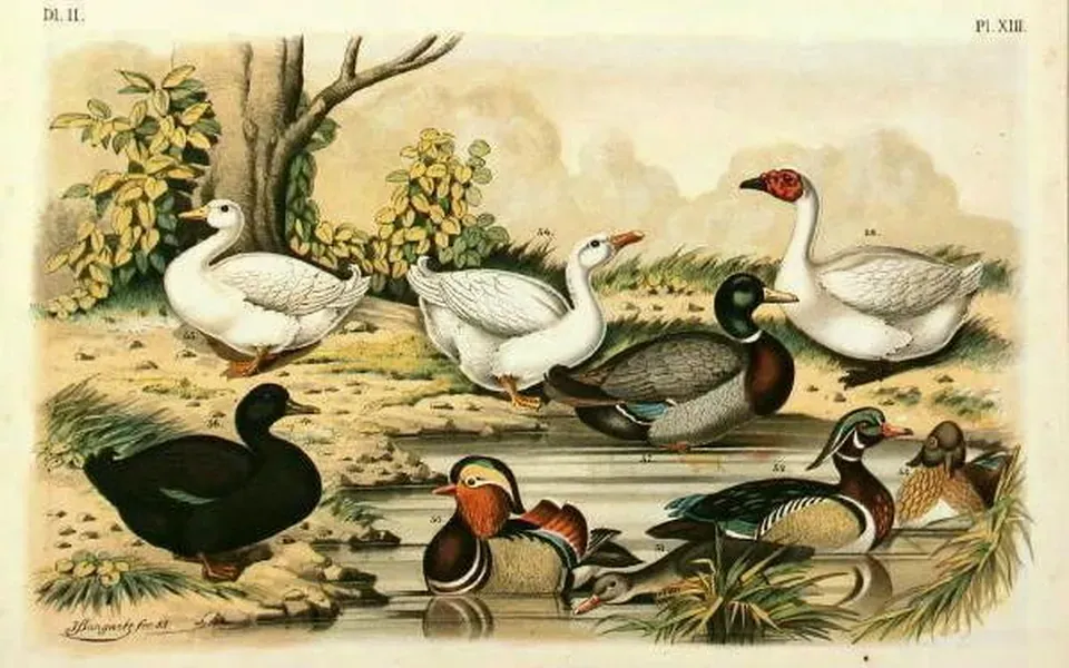 Canard, ingrédient principal de cette recette