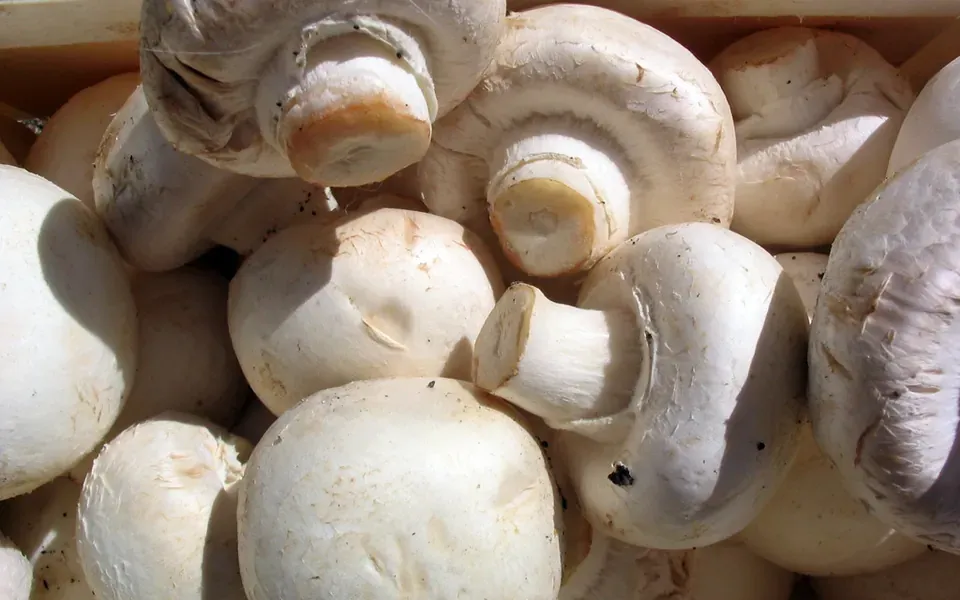 Champignon de paris, ingrédient de cette page