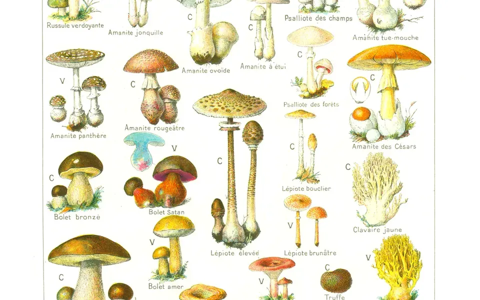 Champignon, ingrédient principal de cette recette