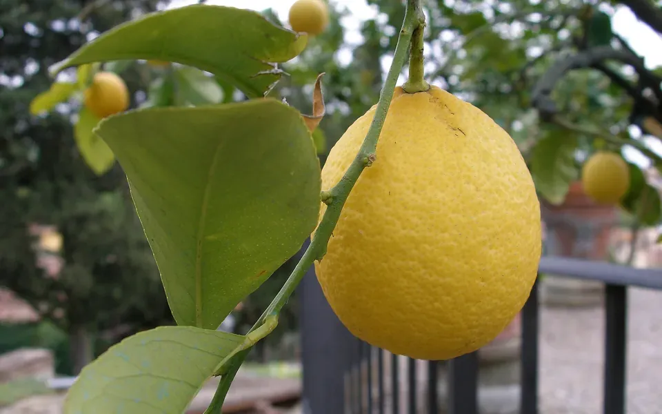 Citron, ingrédient principal de cette recette
