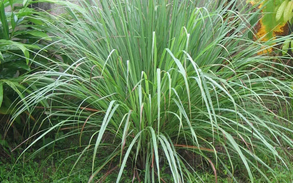 Citronnelle, ingrédient de cette page