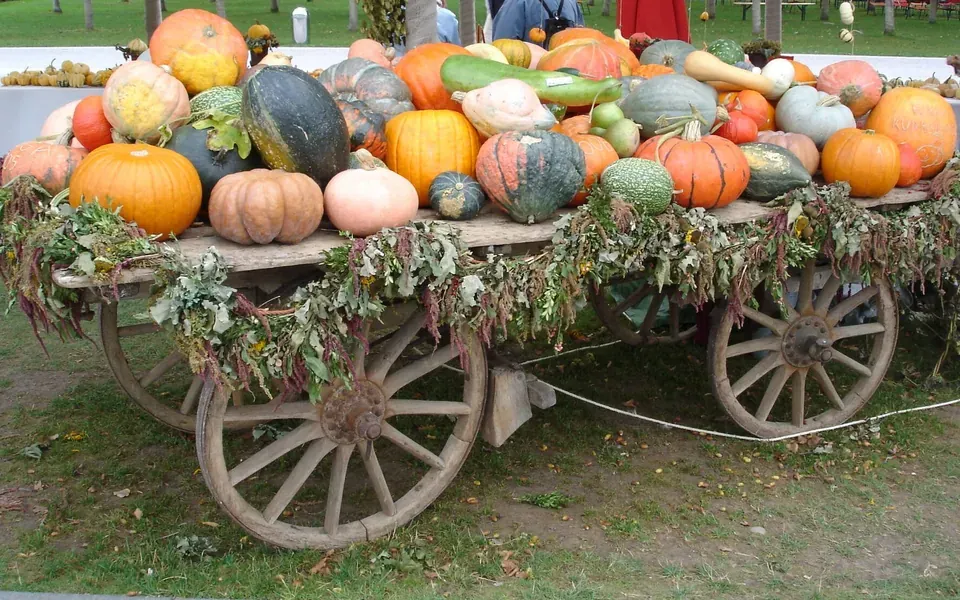 Courge, ingrédient principal de cette recette