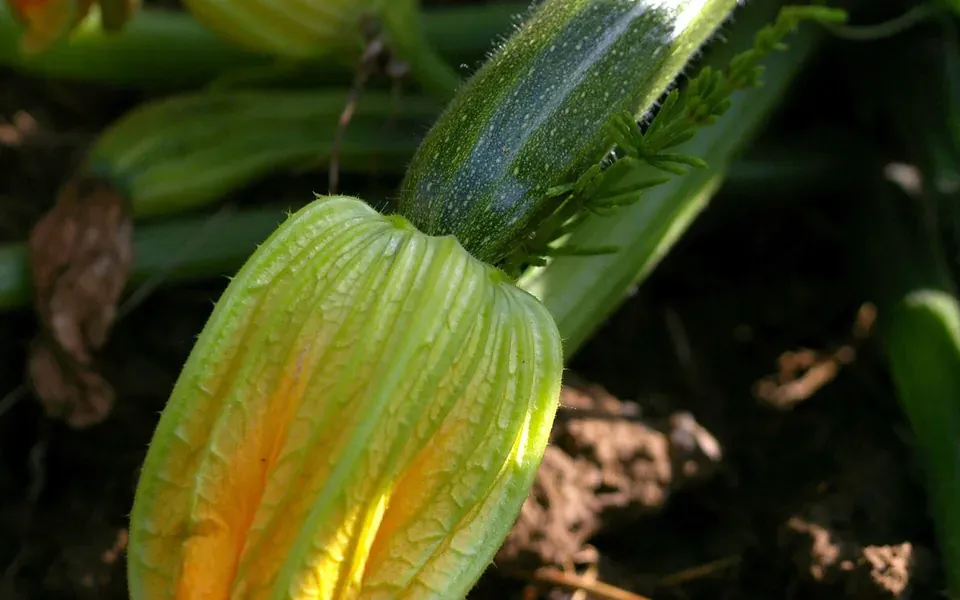 Courgette, ingrédient de cette page