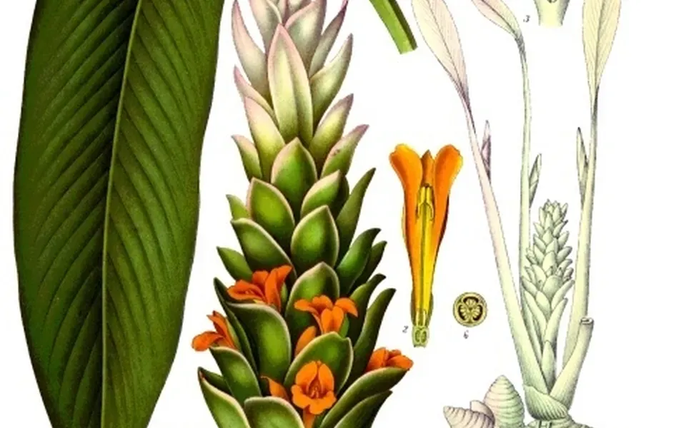 Curcuma, ingrédient principal de cette recette