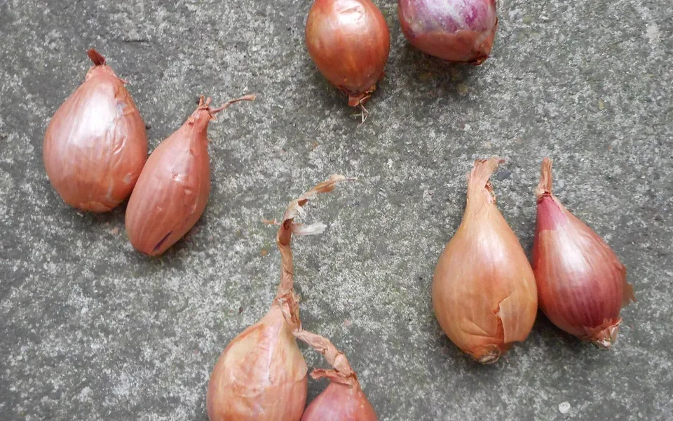 Échalote, ingrédient principal de cette recette