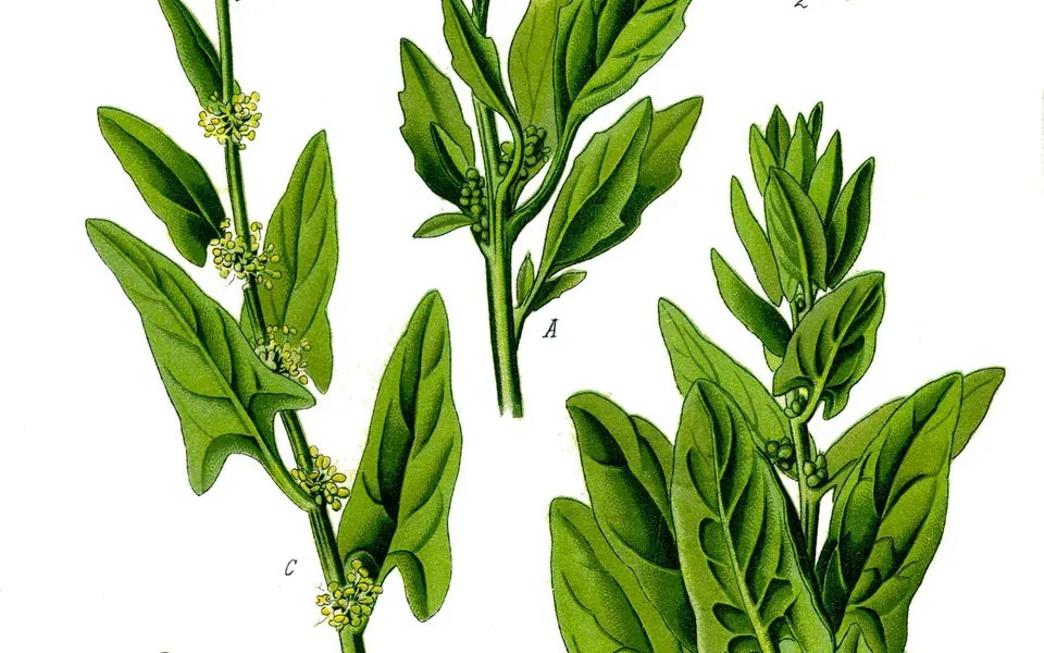 Épinard, ingrédient principal de cette recette