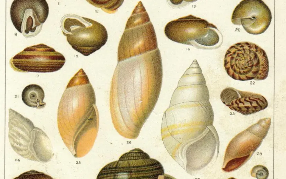 Escargot, ingrédient principal de cette recette