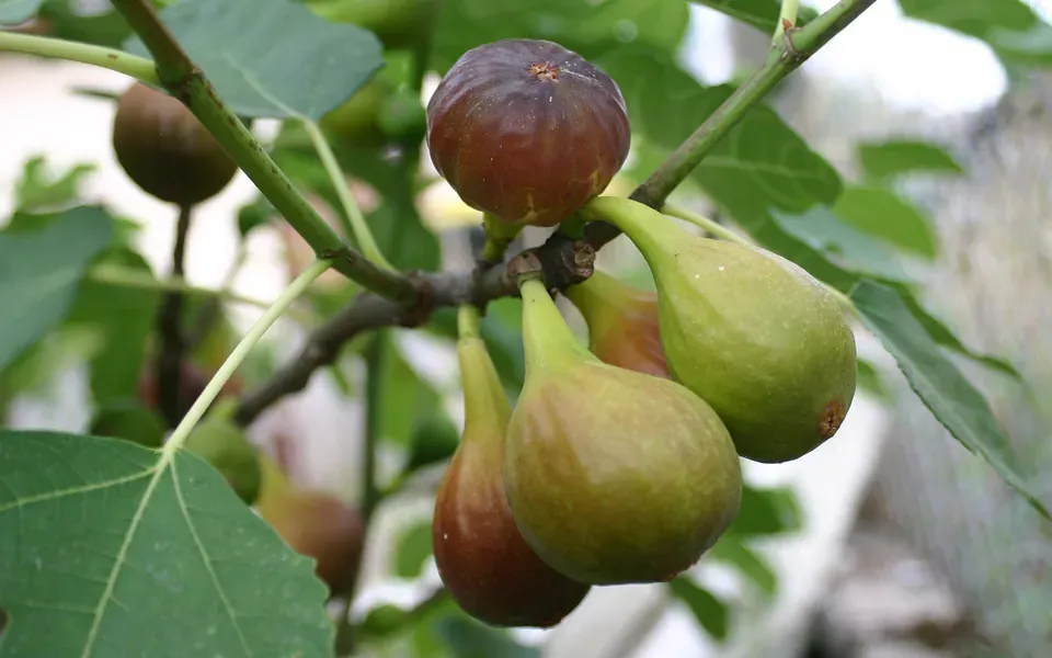 Figue, ingrédient principal de cette recette