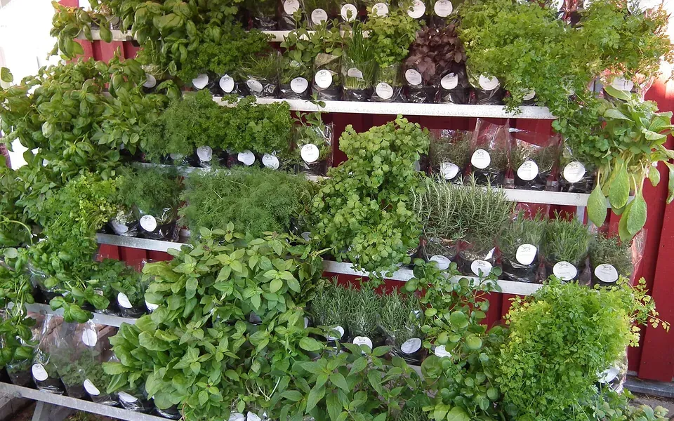 Fines herbes, ingrédient de cette page