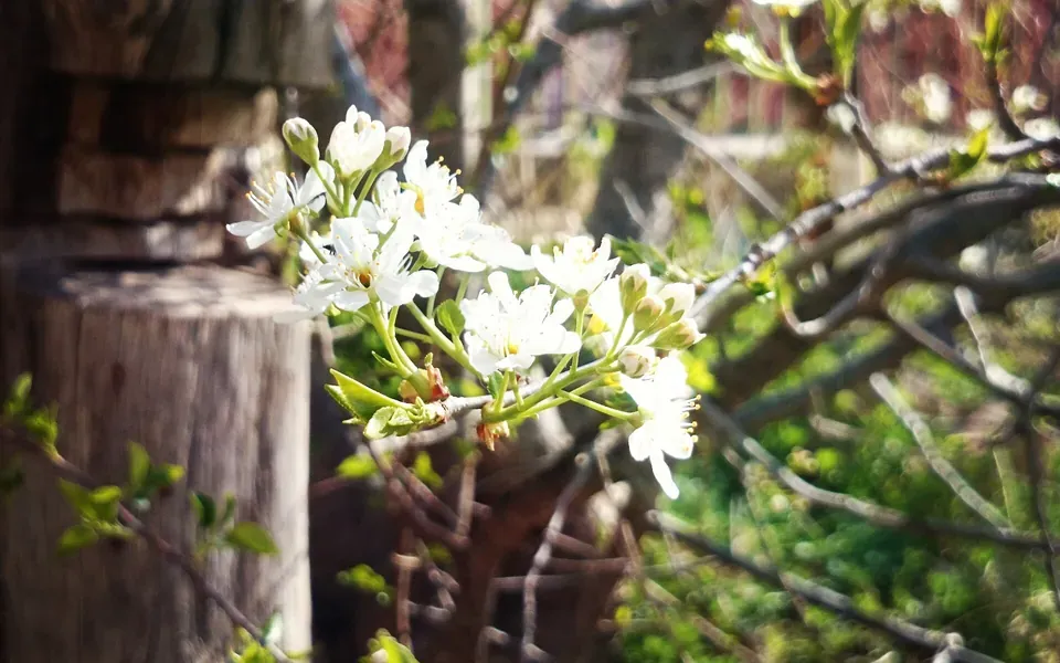 Fleur d'oranger, ingrédient principal de cette recette