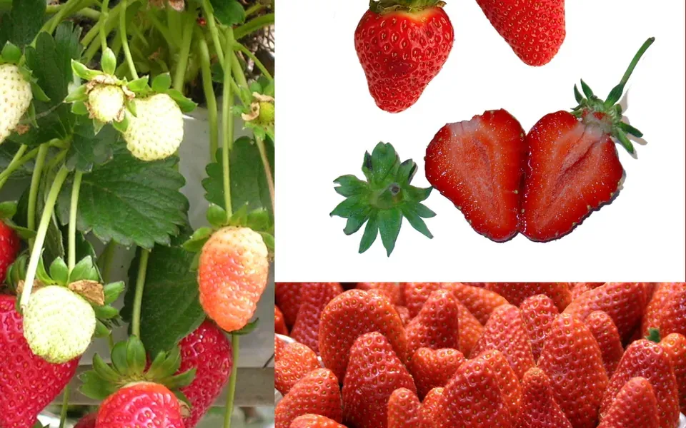 Fraise, ingrédient principal de cette recette