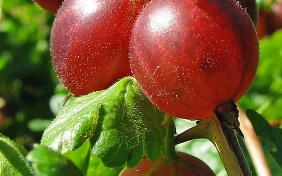 Fruit rouge, ingrédient principal de cette recette