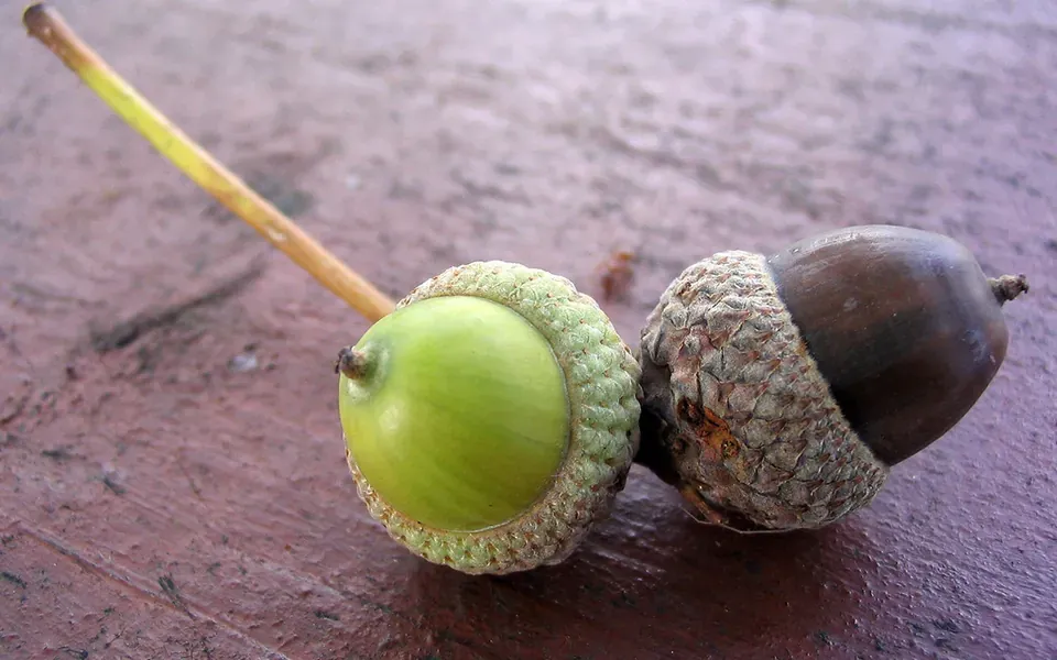 Gland, ingrédient principal de cette recette