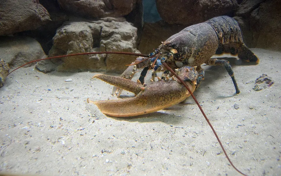 Homard, ingrédient principal de cette recette