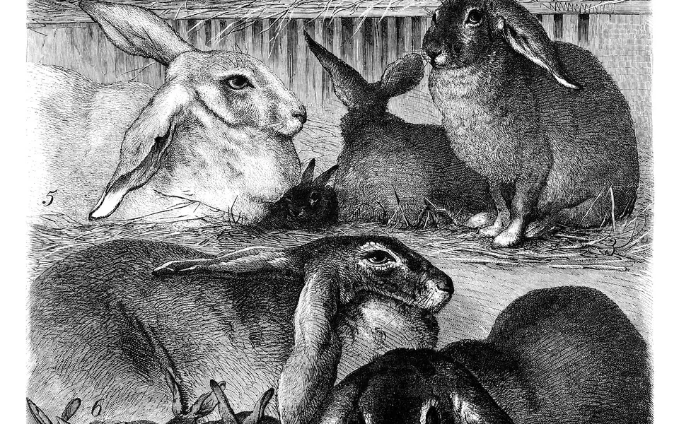 Lapin, ingrédient principal de cette recette