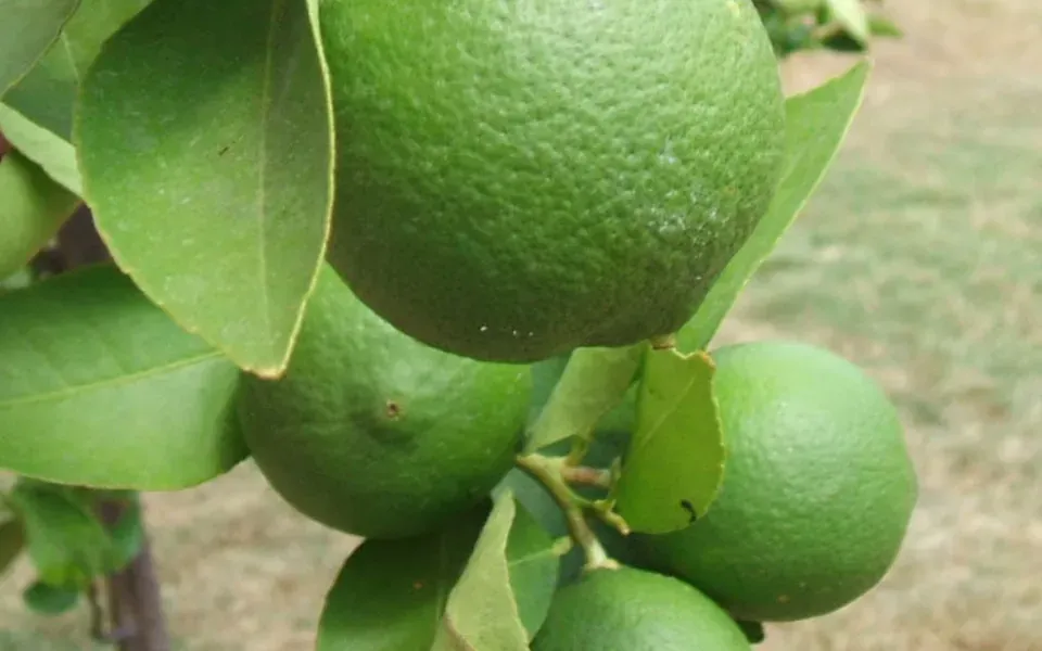 Lime, ingrédient principal de cette recette