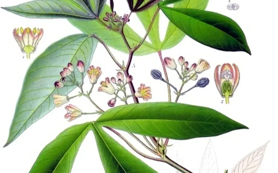 Manioc, ingrédient principal de cette recette
