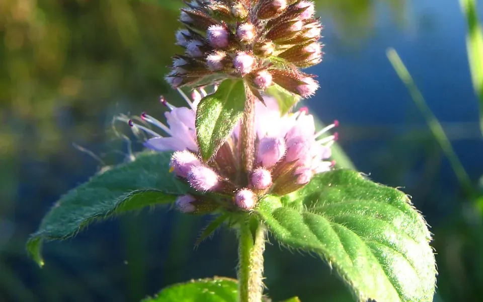 Menthe, ingrédient principal de cette recette