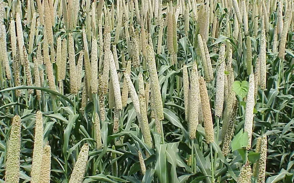 Millet, ingrédient de cette page