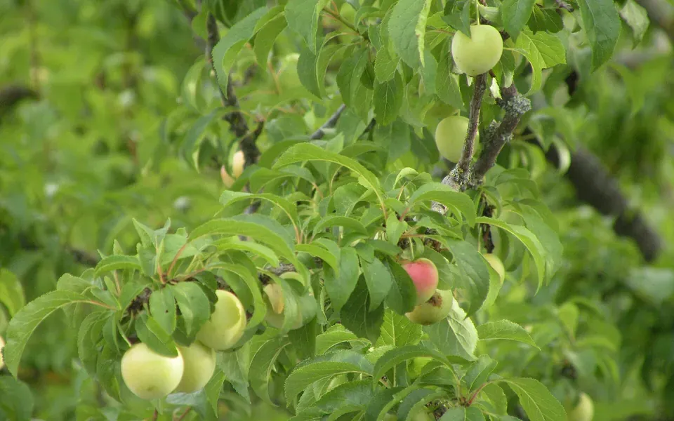 Mirabelle, ingrédient principal de cette recette