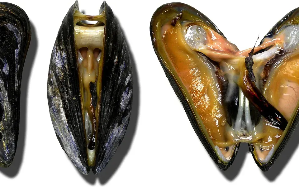 Moule, ingrédient de cette page