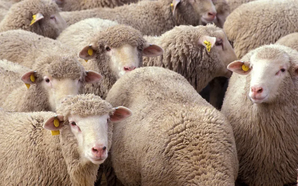 Mouton, ingrédient principal de cette recette