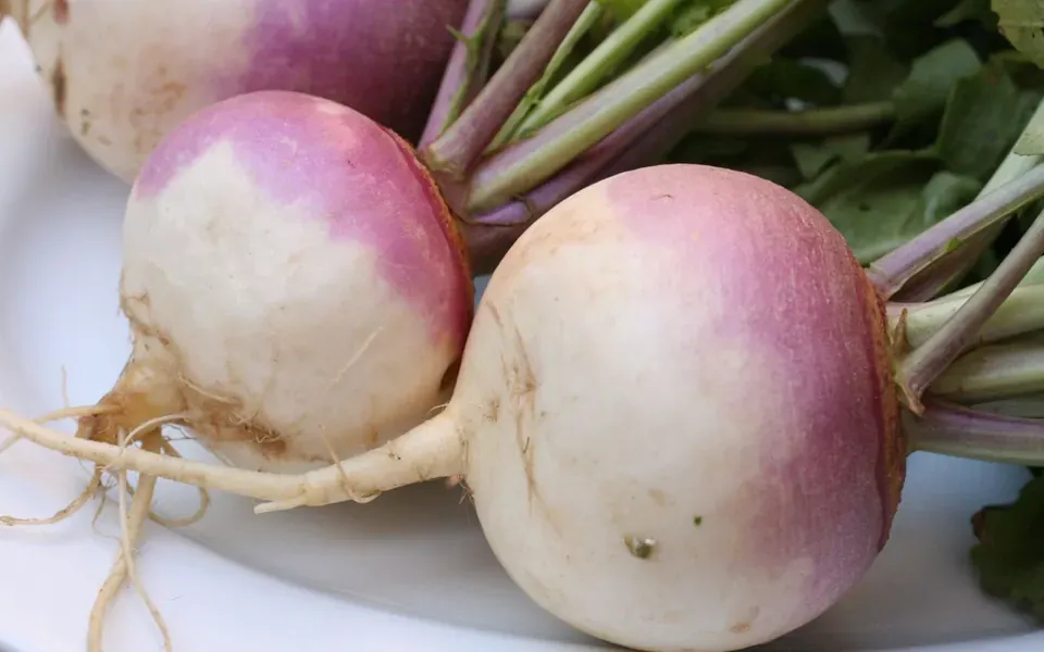 Navet, ingrédient principal de cette recette