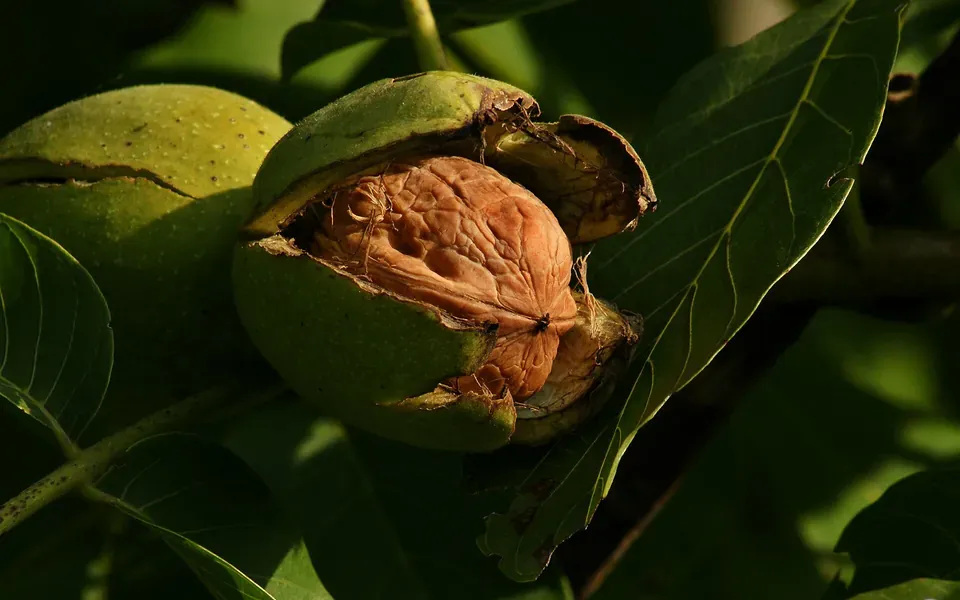 Noix, ingrédient principal de cette recette