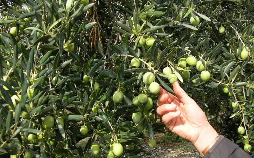 Olive verte, ingrédient de cette page