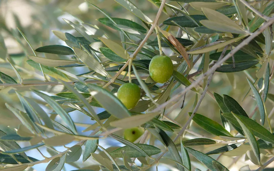 Olive, ingrédient principal de cette recette