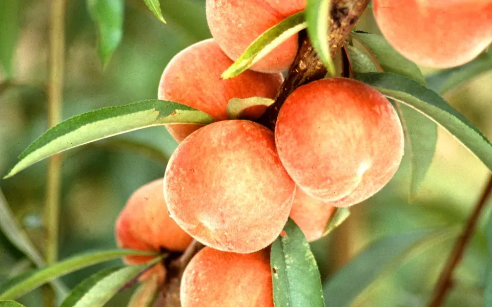 Pêche, ingrédient principal de cette recette
