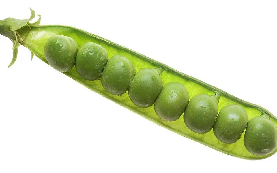 Petit pois, ingrédient de cette page