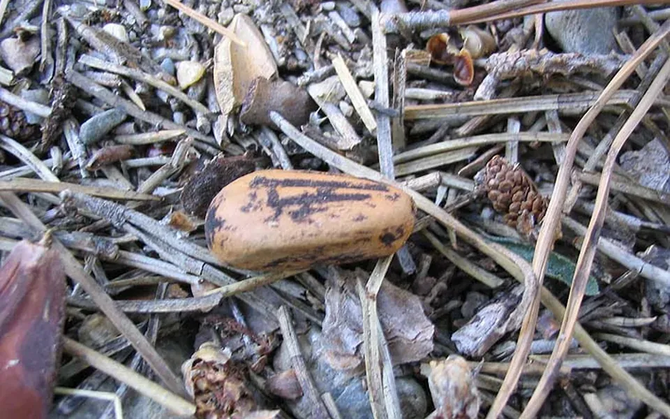 Pignon de pin, ingrédient de cette page