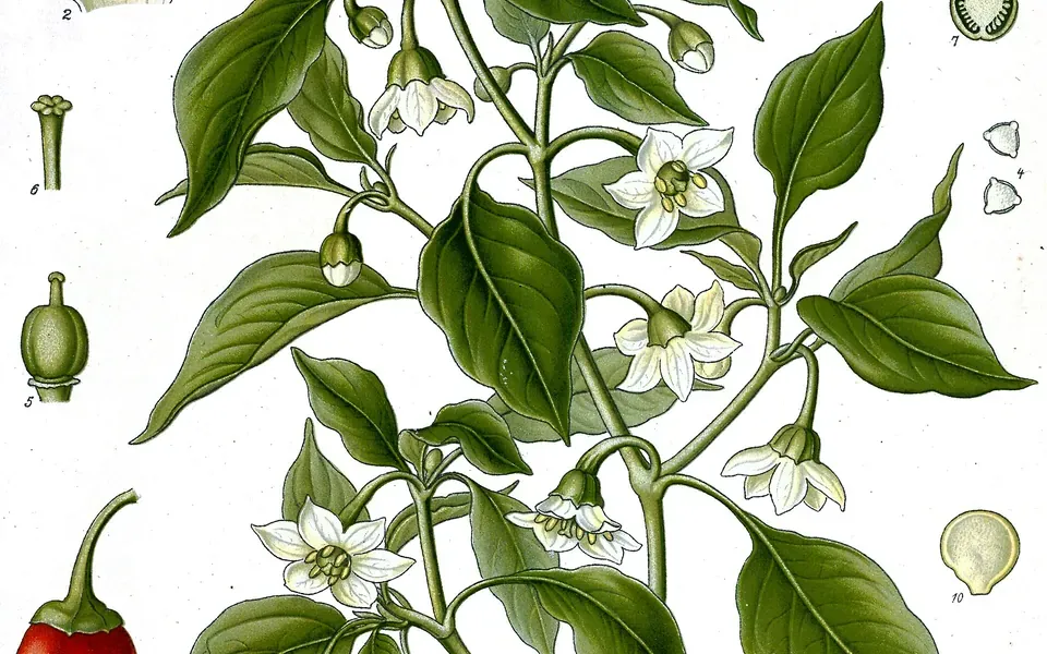 Piment, ingrédient principal de cette recette
