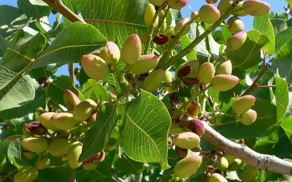 Pistache, ingrédient principal de cette recette