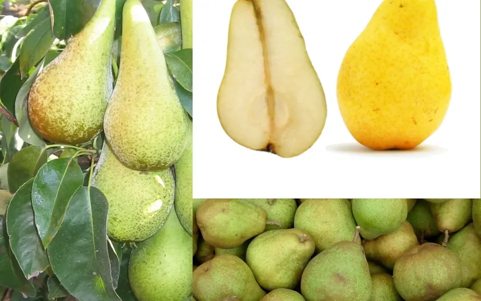 Poire, ingrédient principal de cette recette