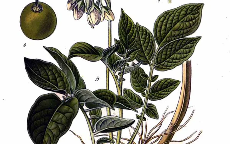 Pomme de terre, ingrédient de cette page