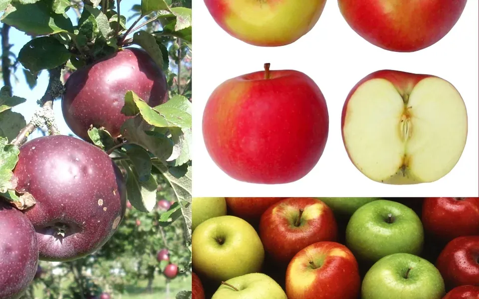 Pomme, ingrédient principal de cette recette
