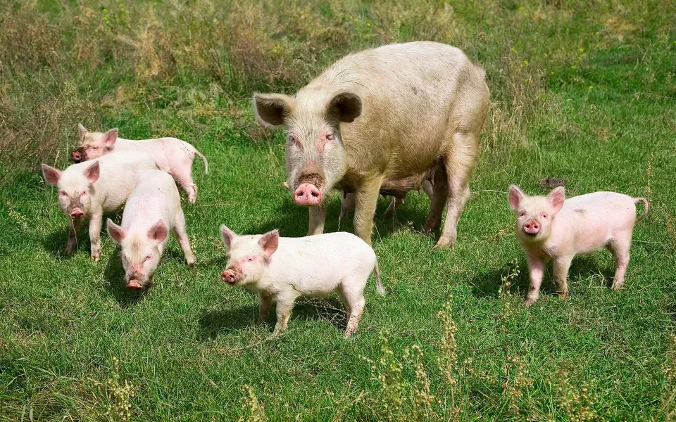 Porc, ingrédient principal de cette recette