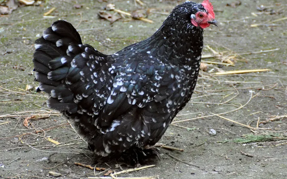 Poule, ingrédient principal de cette recette