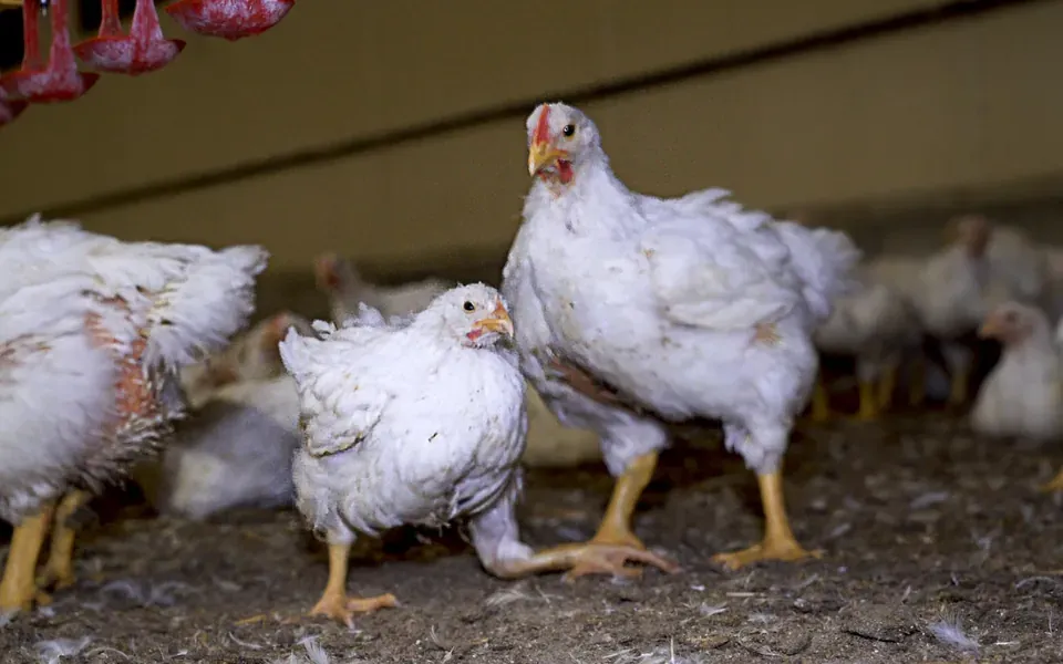 Poulet, ingrédient de cette page