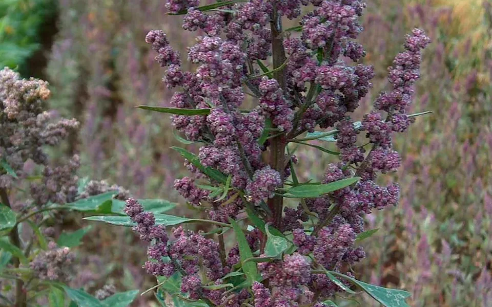 Quinoa, ingrédient principal de cette recette