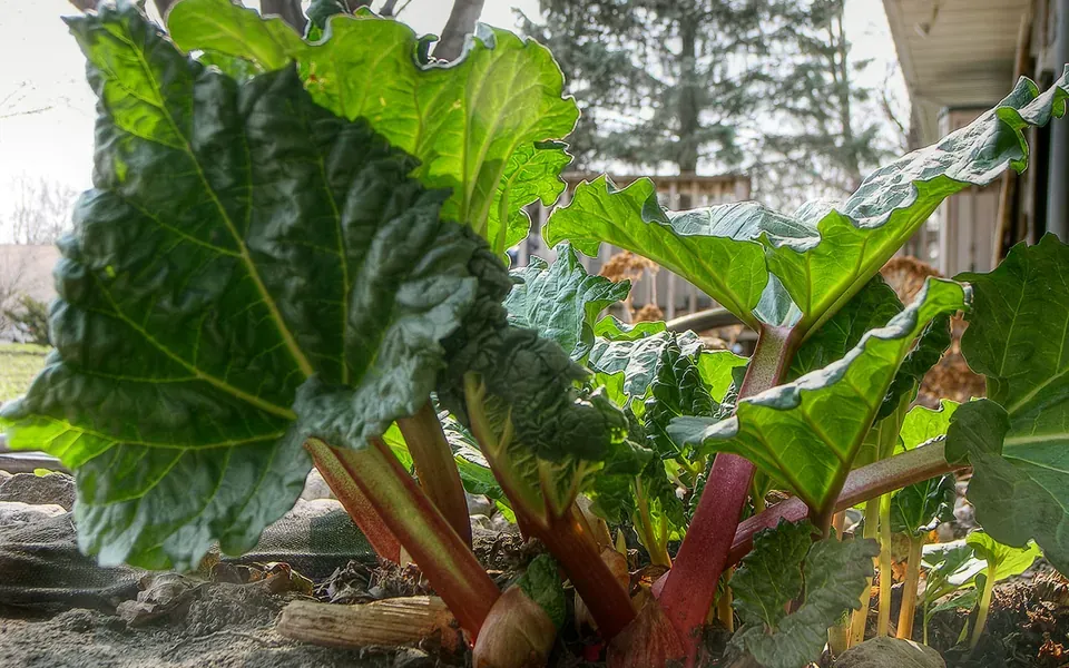 Rhubarbe, ingrédient principal de cette recette